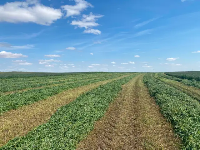 Premium Quality Alfalfa Hay for Sale - Photo 7