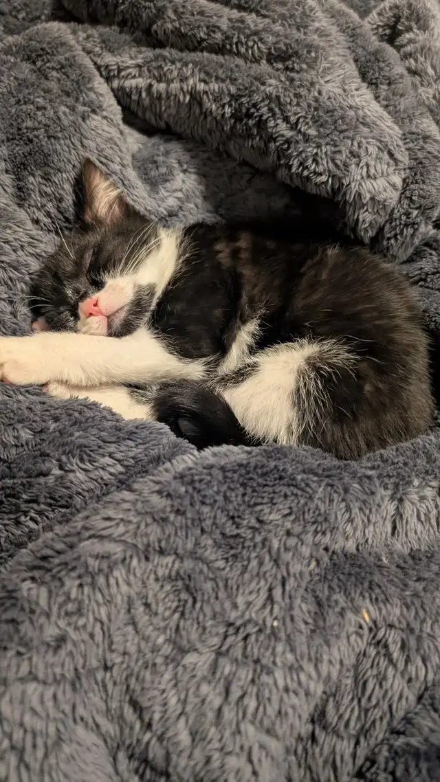 Playful Kitten For Sale