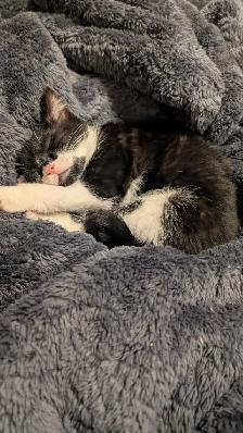 Playful Kitten For Sale