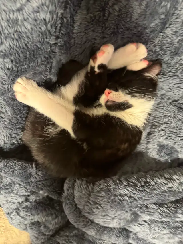 Playful Kitten For Sale - Photo 2