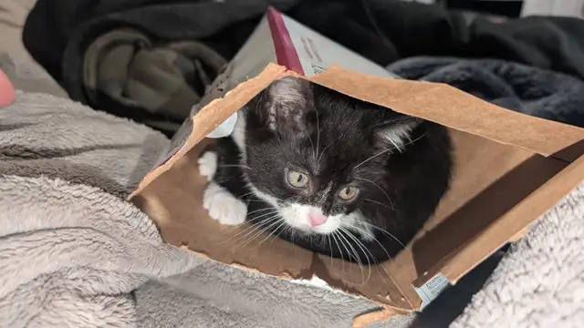 Playful Kitten For Sale - Photo 3