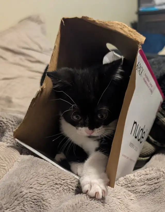 Playful Kitten For Sale - Photo 4