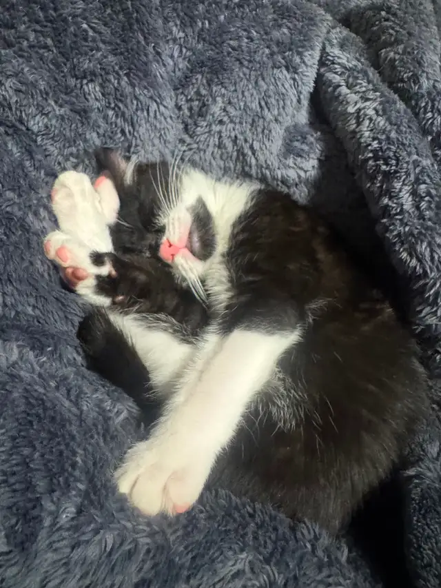 Playful Kitten For Sale - Photo 5