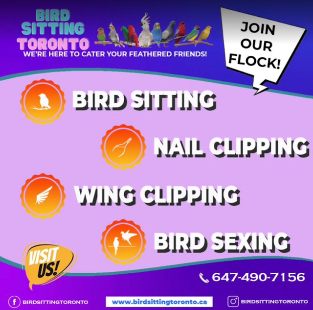 BIRD SITTING IN MISSISSAUGA! - Photo 2