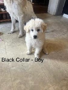 Great Pyrenees Pups