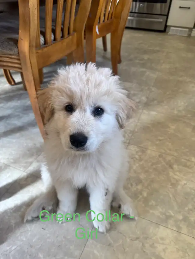 Great Pyrenees Pups - Photo 2