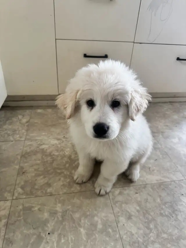 Great Pyrenees Pups - Photo 3