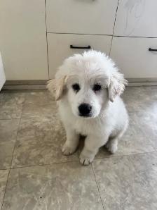 Great Pyrenees Pups - Photo 3
