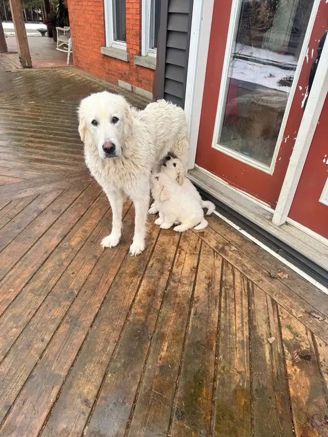 Great Pyrenees Pups - Photo 4