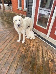 Great Pyrenees Pups - Photo 4