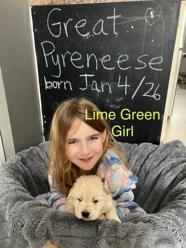 Great Pyrenees Pups - Photo 5