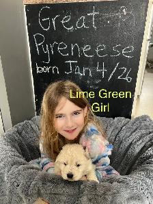 Great Pyrenees Pups - Photo 5