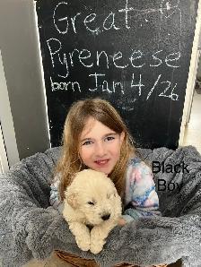 Great Pyrenees Pups - Photo 6