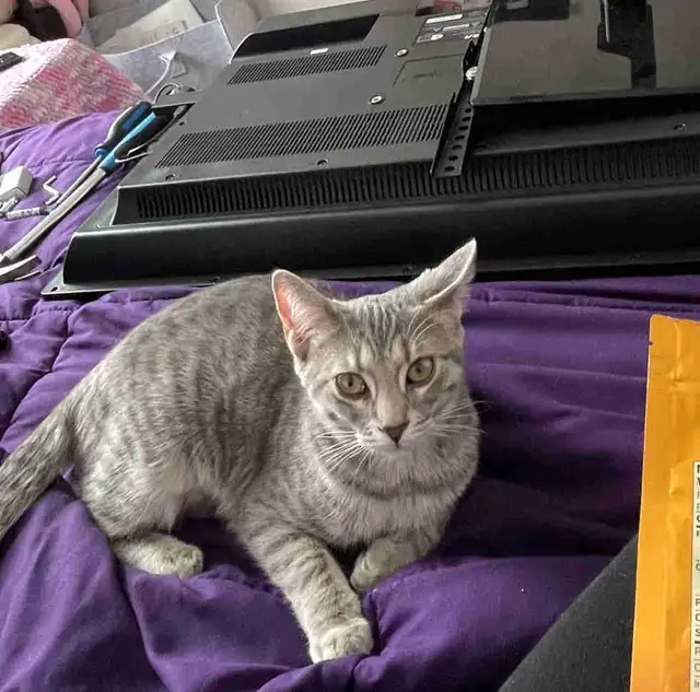 6 month old female cat