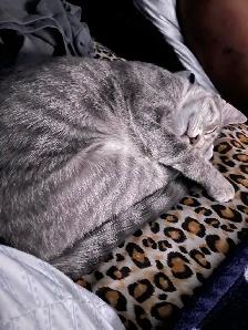 6 month old female cat - Photo 2