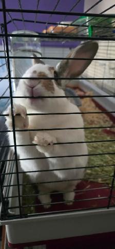 Bunny for re-homing