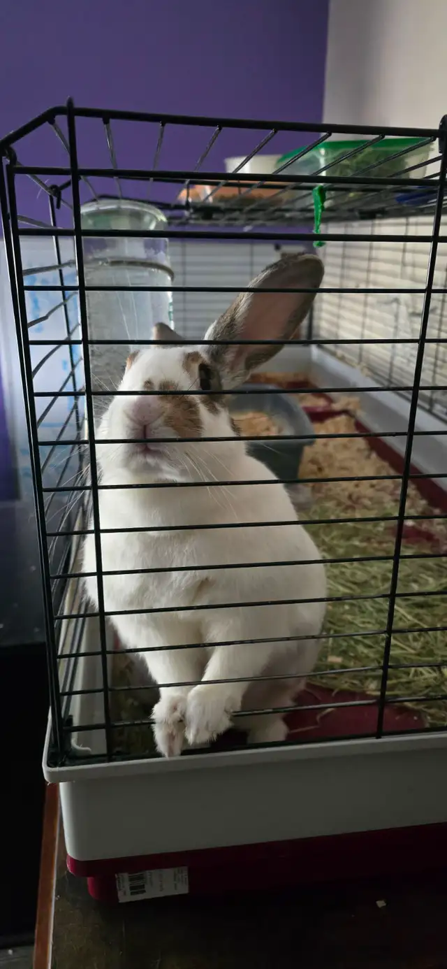 Bunny for re-homing - Photo 2