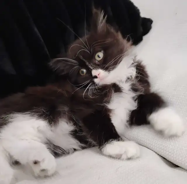 Chaton Sibérien hypoallergene