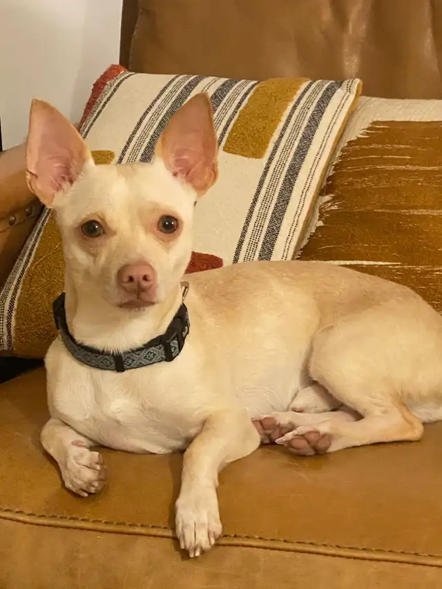 Your Future Adventure Buddy is Waiting - Meet TOBY