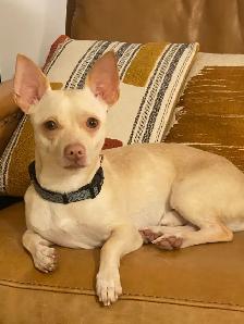 Your Future Adventure Buddy is Waiting - Meet TOBY