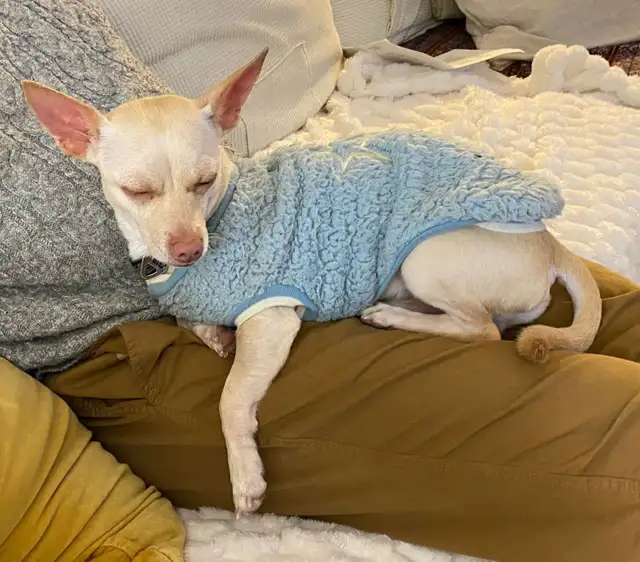 Your Future Adventure Buddy is Waiting - Meet TOBY - Photo 2