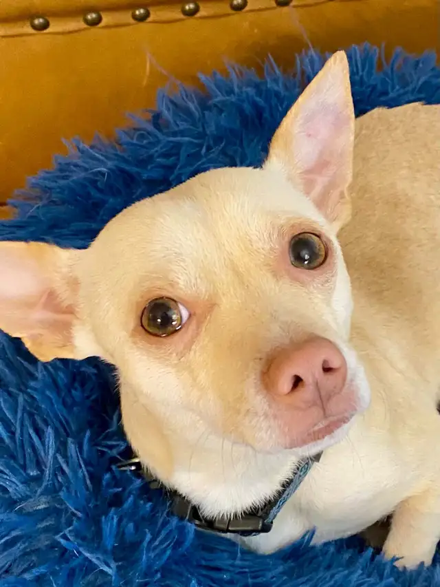 Your Future Adventure Buddy is Waiting - Meet TOBY - Photo 3