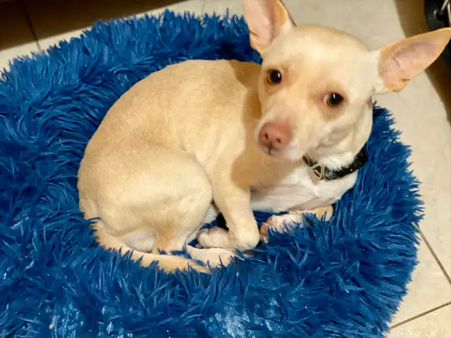 Your Future Adventure Buddy is Waiting - Meet TOBY - Photo 4