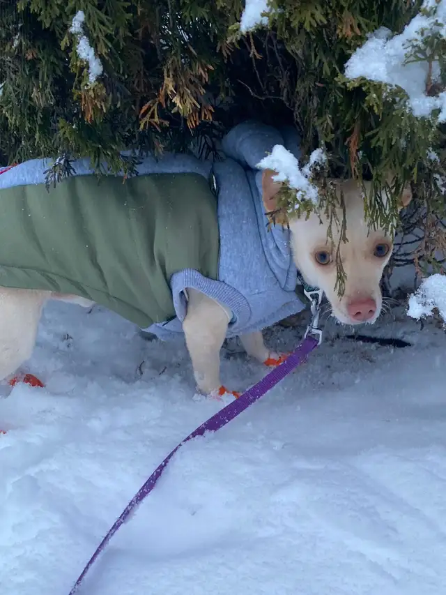 Your Future Adventure Buddy is Waiting - Meet TOBY - Photo 5