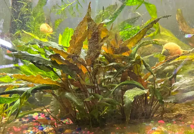 Aquarium Plants - Crypt
