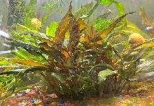 Aquarium Plants - Crypt
