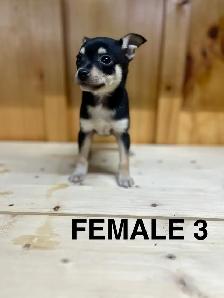 Chihuahua Terrier puppies AVAILABLE MARCH 12, 2026