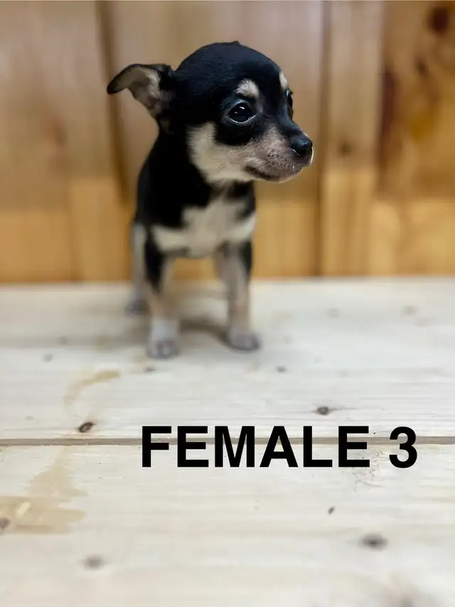 Chihuahua Terrier puppies AVAILABLE MARCH 12, 2026 - Photo 2