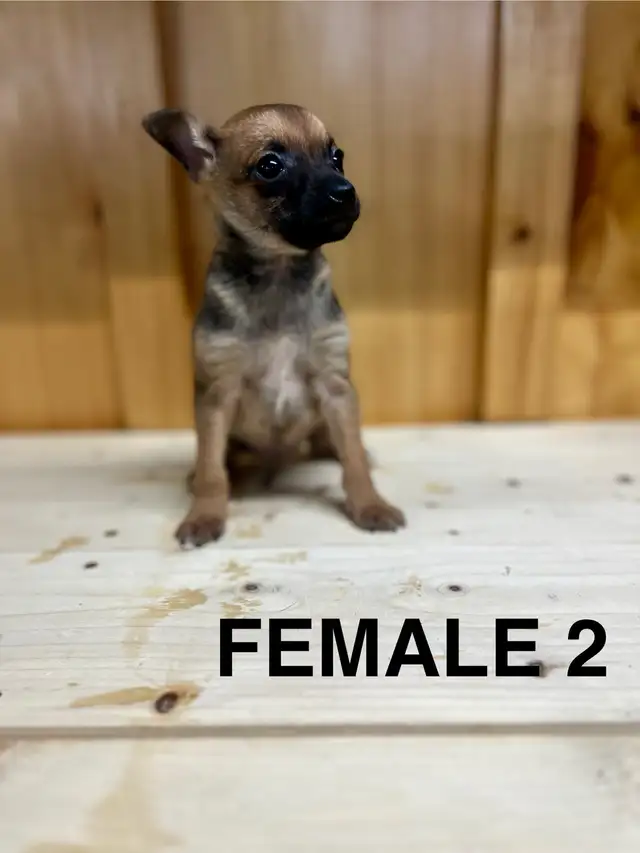 Chihuahua Terrier puppies AVAILABLE MARCH 12, 2026 - Photo 3