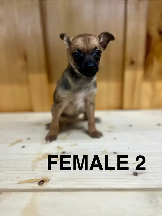 Chihuahua Terrier puppies AVAILABLE MARCH 12, 2026 - Photo 4