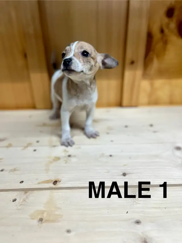 Chihuahua Terrier puppies AVAILABLE MARCH 12, 2026 - Photo 6