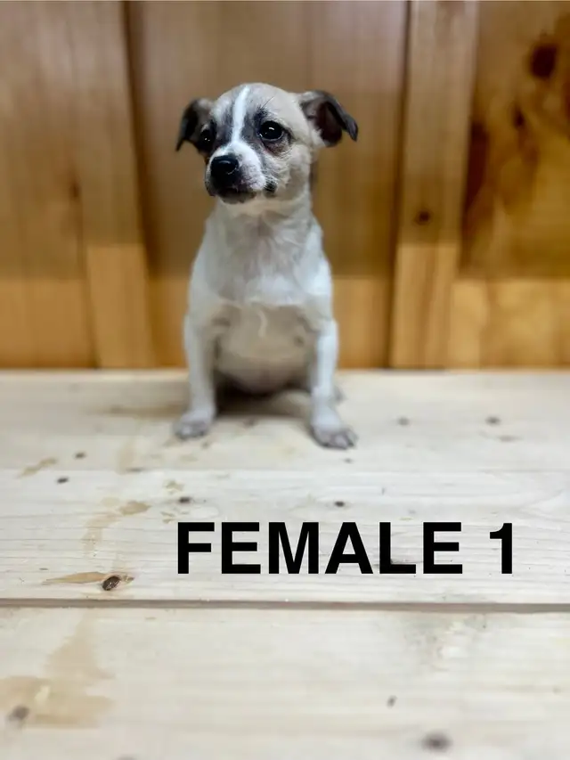 Chihuahua Terrier puppies AVAILABLE MARCH 12, 2026 - Photo 7