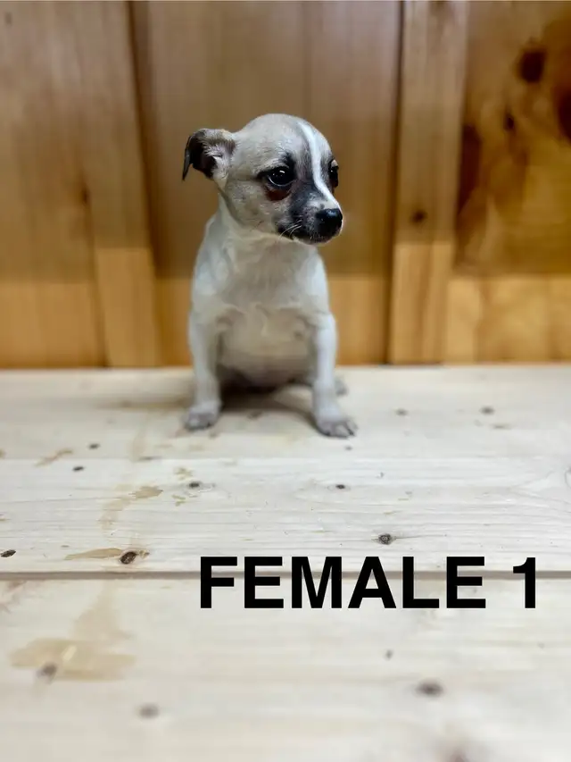 Chihuahua Terrier puppies AVAILABLE MARCH 12, 2026 - Photo 8