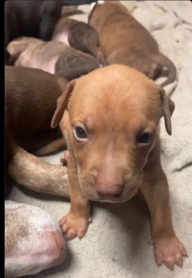 Sweetest pups $600
