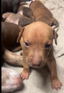 Sweetest pups $600
