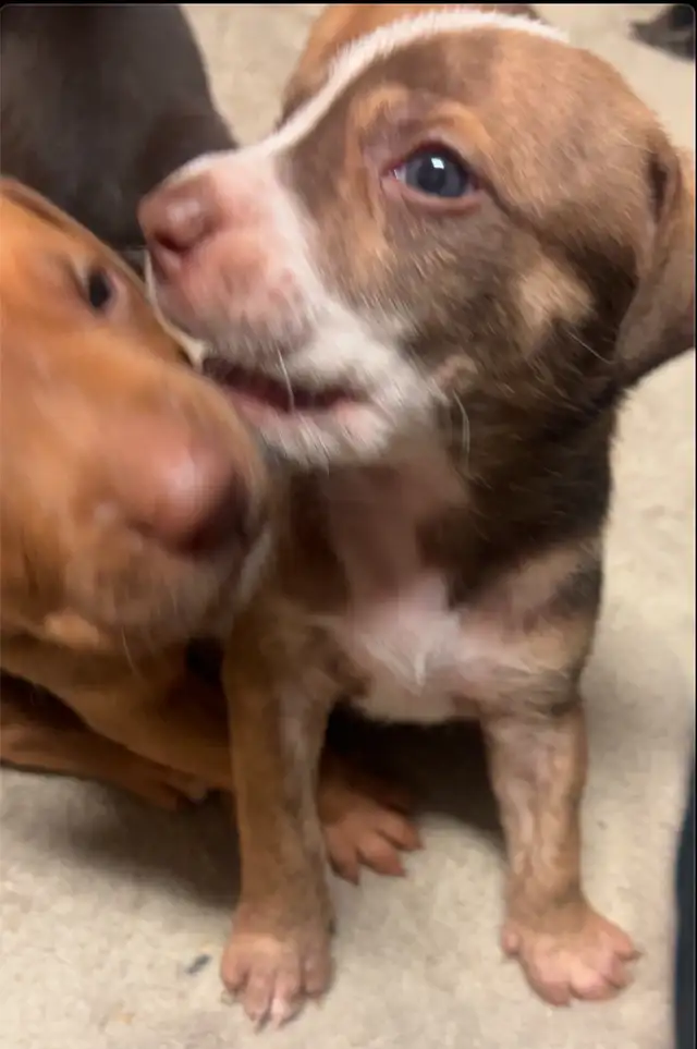 Sweetest pups $600 - Photo 2