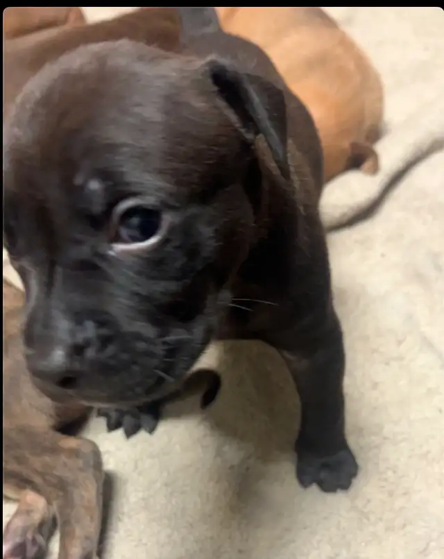 Sweetest pups $600 - Photo 3