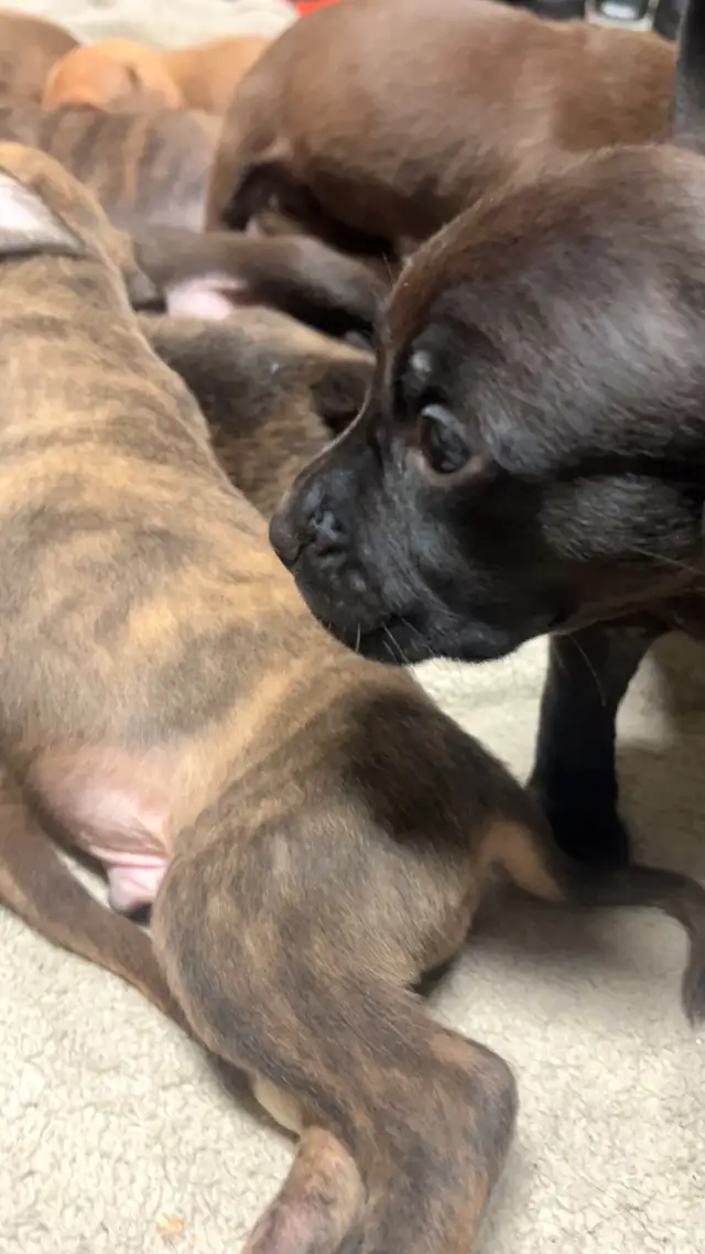 Sweetest pups $600 - Photo 4