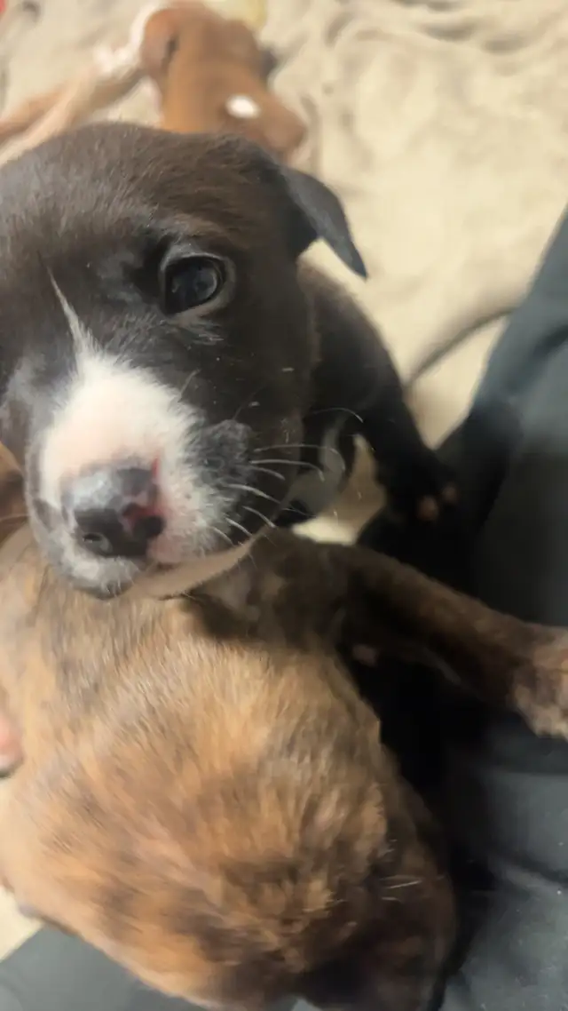 Sweetest pups $600 - Photo 5