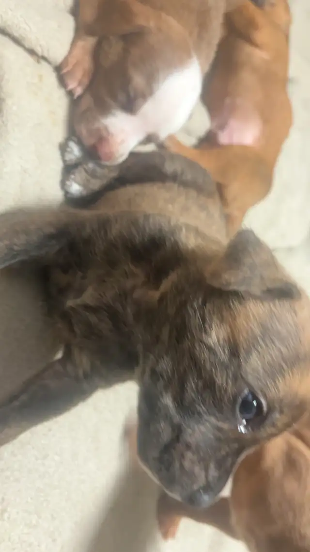 Sweetest pups $600 - Photo 6