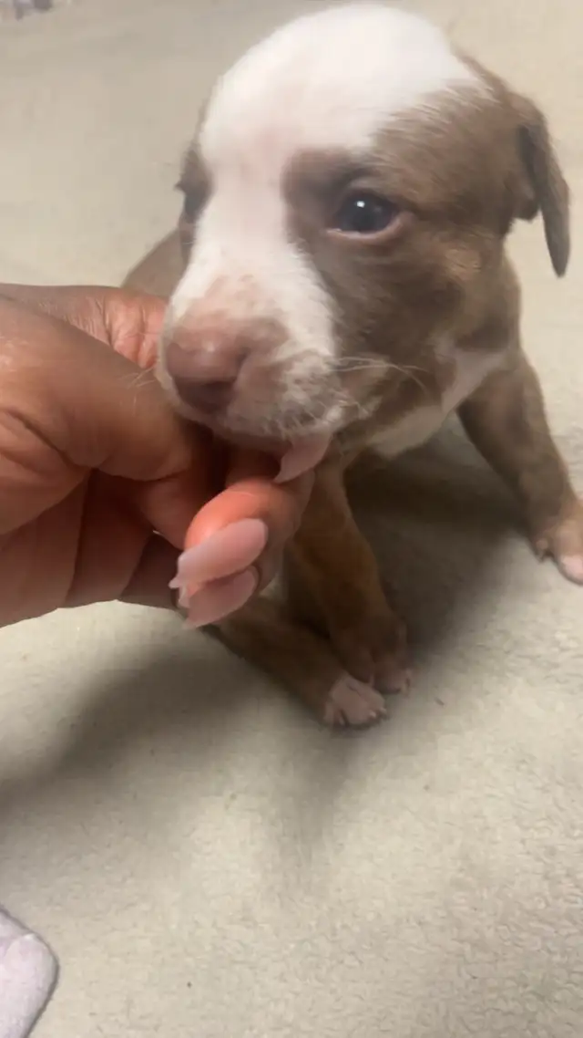 Sweetest pups $600 - Photo 7