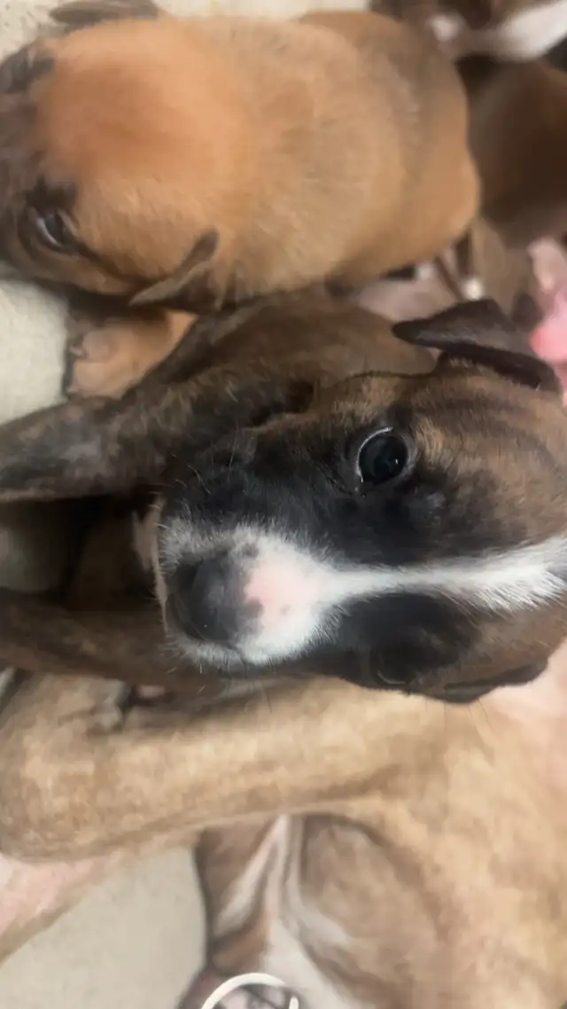 Sweetest pups $600 - Photo 8