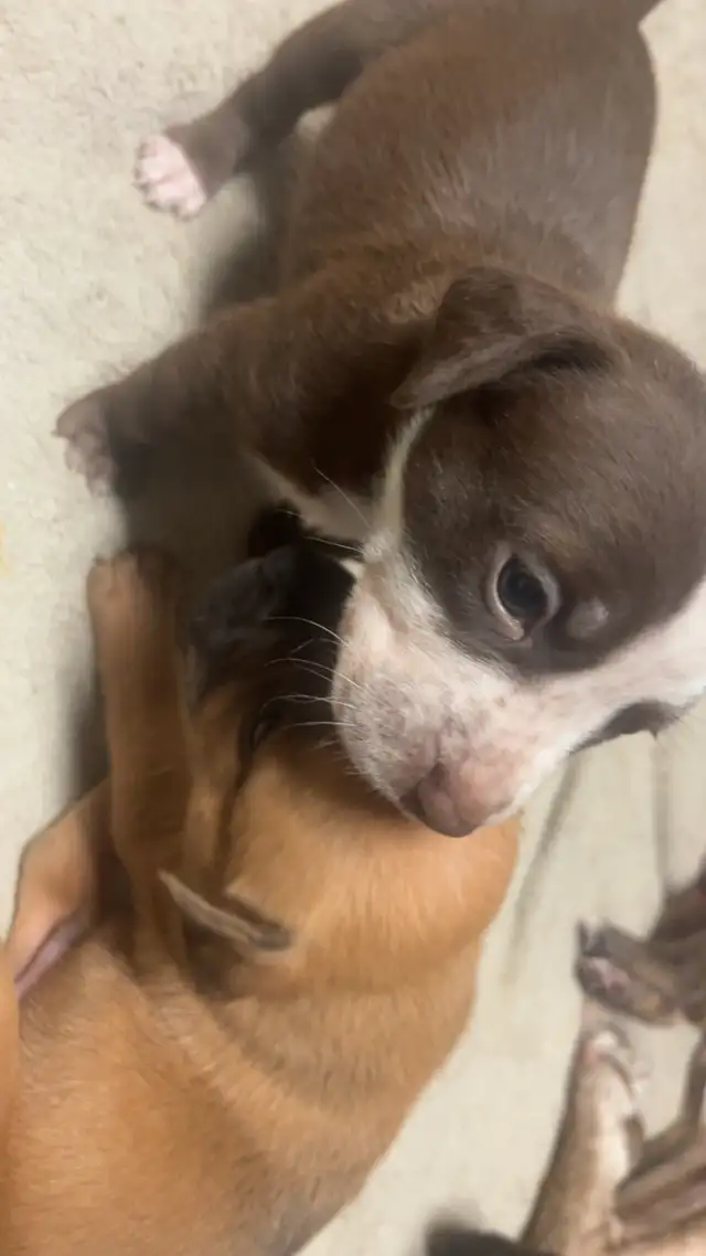 Sweetest pups $600 - Photo 9