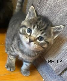 Vaccinated Kittens – Ready by Easter!