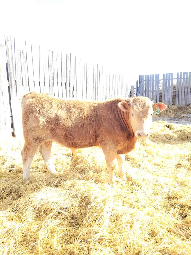 Blonde Bulls For Sale