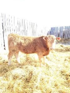Blonde Bulls For Sale